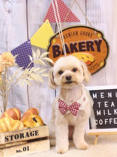 20240929ちゃいろくん